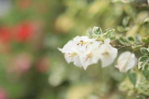 lindo campo de flores no jardim com fundo desfocado foto