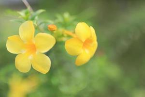 lindo campo de flores no jardim com fundo desfocado foto