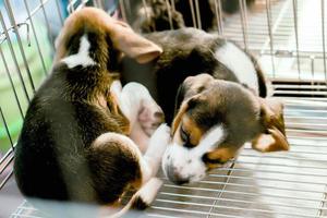 cachorrinho beagle de dois irmãos dormindo na gaiola depois de brincarem o dia todo. foto