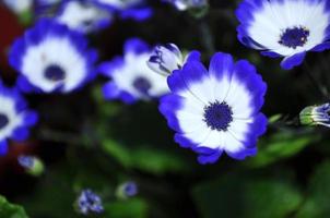 margarida do rio cisne ou compositae também conhecida como flores azuis delicadas, pericallis azuis em vasos foto