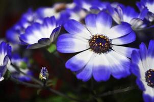 margarida do rio cisne ou compositae também conhecida como flores azuis delicadas, pericallis azuis em vasos foto