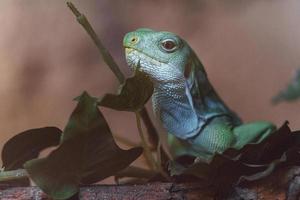 iguana anilhada de fiji foto