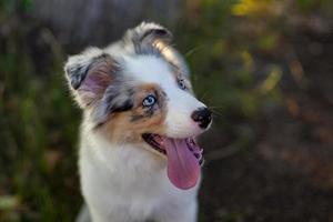 lindo filhote de pastor australiano. um animal de estimação caminha no parque ao ar livre. cão australiano com olhos azuis foto