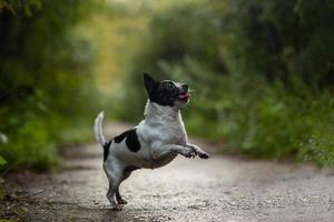 cachorro chihuahua engraçado salto engraçado. foto