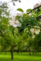 closeup de um banner de tree.springtime florescendo com lugar para text.vertical tiro com lugar para texto. foto