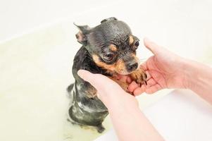 um cachorro chihuahua tricolor está tomando banho no banheiro. cão de estimação molhado e limpo. foto