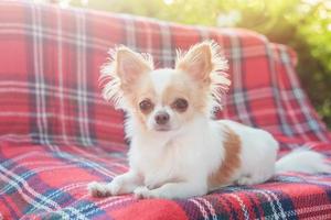 chihuahua branco com coloração vermelha em um cobertor em um sofá de jardim. um cão jovem está descansando. foto