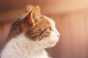 perfil de gato cinza com branco no foco desfocado. retrato de um animal, um gato. foto