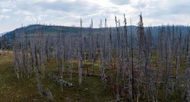 árvores mortas do parque nacional de yellowstone dentro de gêiseres. foto