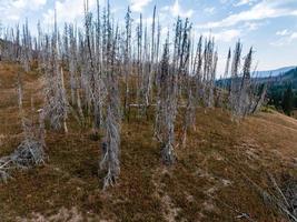 árvores mortas do parque nacional de yellowstone dentro de gêiseres. foto