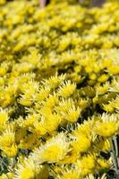 jardim de flores de crisântemo amarelo foto