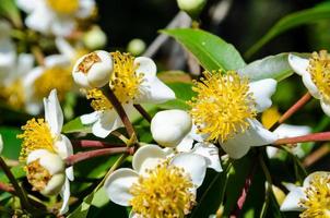 flores brancas de calophyllum inophyllum foto