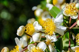 flores brancas de calophyllum inophyllum foto