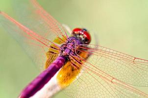 trithemis aurora macho foto