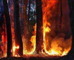 incêndio florestal, árvores em chamas, fogo e fumaça árvores queimadas após incêndios florestais, poluição e muitas chamas de fogo de fumaça em fundo preto, textura de chama de fogo foto