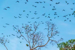 periquito alexandrino, papagaio alexandrino voando no céu foto