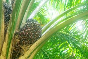 palmeira de óleo na plantação crescendo com frutas maduras esperando a colheita foto