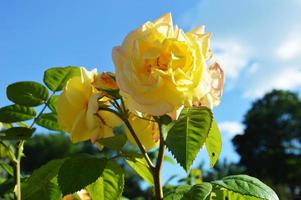 lindas rosas amarelas com folhas verdes contra o céu azul em um dia ensolarado de verão florescem no parque da cidade foto