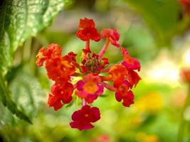 Lantana camara é uma espécie de planta com flor pertencente à família verbena verbenaceae, nativa da América tropical. foto