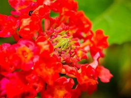 Lantana camara é uma espécie de planta com flor pertencente à família verbena verbenaceae, nativa da América tropical. foto