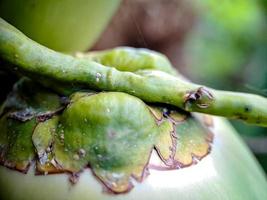 a palmeira cocos nucifera é um membro da família das palmeiras arecaceae e a única espécie viva do gênero cocos. foto