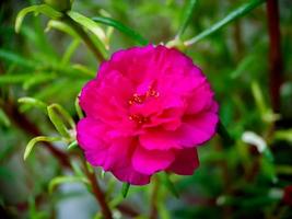 rosa beldroega ou musgo rosa portulaca grandiflora é uma planta ornamental pertencente à família portulacaceae originária da américa do sul. planta também é chamada de flor das nove horas foto