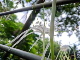 hymenocallis littoralis ou lírio-aranha da praia é uma espécie de planta do gênero hymenocallis, nativa das regiões costeiras mais quentes da américa latina e amplamente cultivada. foto