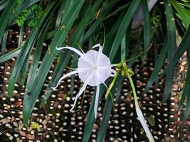 hymenocallis littoralis ou lírio-aranha da praia é uma espécie de planta do gênero hymenocallis, nativa das regiões costeiras mais quentes da américa latina e amplamente cultivada. foto