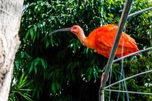 íbis escarlate ou eudocimus ruber é a ave nacional de trinidad e tobago foto