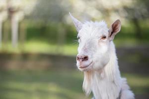 cabra em um close-up de fazenda rural. uma cabra branca engraçada e interessada sem chifre espreita por trás de uma cerca de madeira. o conceito de agricultura e pecuária. agricultura e produção de leite. foto