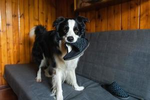 cachorrinho brincalhão impertinente border collie após travessura mordendo chinelo deitado no sofá em casa. cão culpado e sala destruída. danificar a casa bagunçada e cachorro com olhar culpado engraçado. foto