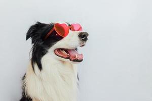 st. conceito de dia dos namorados. cachorrinho engraçado border collie em óculos em forma de coração vermelho isolados no fundo branco. lindo cachorro apaixonado comemorando o dia dos namorados. amor cartão postal de romance apaixonado foto