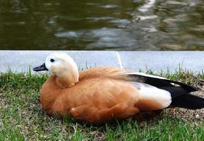 pato sentado em uma grama perto do lago foto