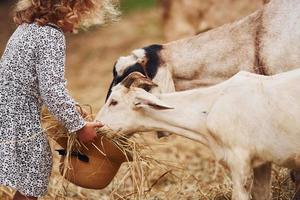 alimentando cabras. menina com roupas azuis está na fazenda no verão ao ar livre foto