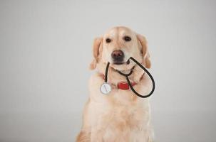 mantém o estetoscópio médico na boca. golden retriever está no estúdio contra fundo branco foto