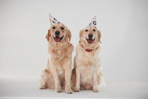 chapéus de festa na cabeça. dois golden retrievers juntos no estúdio contra fundo branco foto