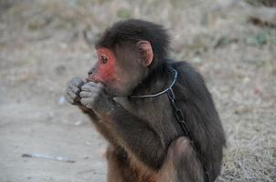 macaco acorrentado, vietnã foto