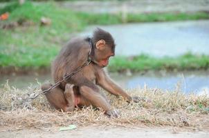 macaco acorrentado no vietnã foto