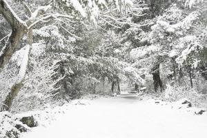 jeju bijarim floresta e neve foto