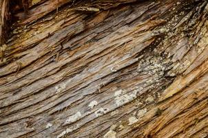 close-up textura de madeira foto
