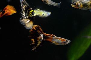 guppy peixes multicoloridos foto