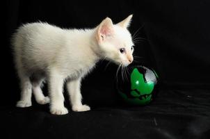 gato branco bebê jovem foto