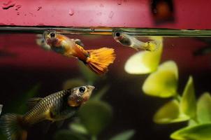 guppy peixes multicoloridos foto