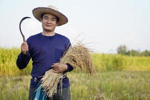 bonito fazendeiro masculino asiático usa chapéu, detém foice e colheu plantas de arroz em paddy field.concept, ocupação agrícola, agricultor cultiva arroz orgânico. foto