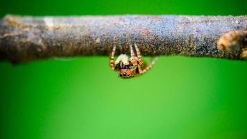 fechar aranha saltadora foto