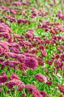 magenta crisântemo morifolium flores fazendas foto