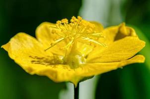 pequeno pólen amarelo em flores foto