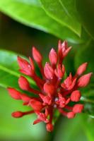 flor de botões vermelhos de ixora chinensis lamk foto