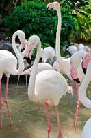 maior pássaro flamingos foto