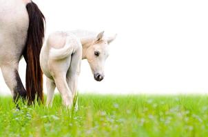 potro de cavalo olhando isolado no branco foto